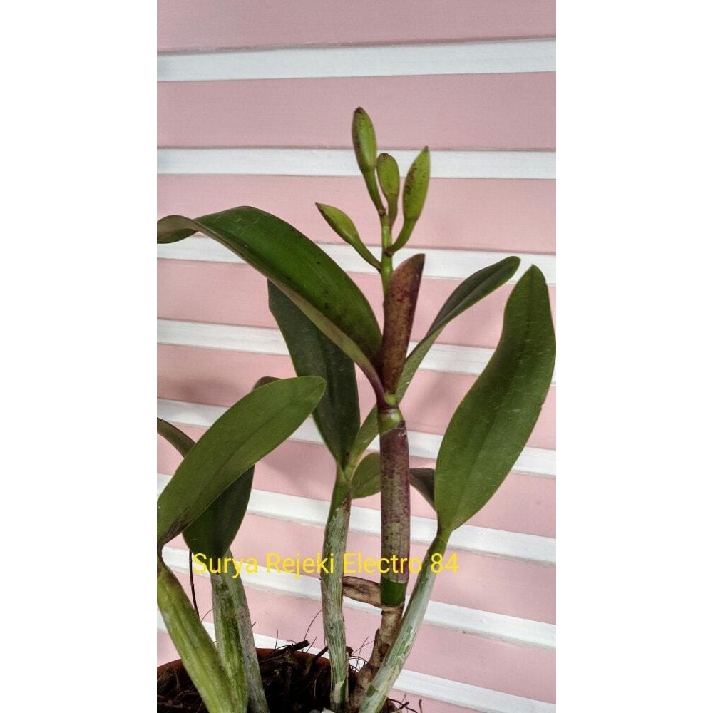 Terlaris Promo...Anggrek Cattleya Thailand Spike/Knob