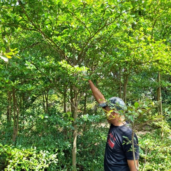 Terlaris Pohon Ketapang Kencana Tinggi 2 Meter / Tanaman Ketapang Kencana