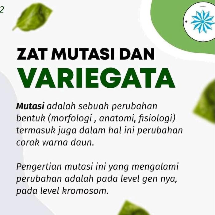 JTTOP" FORMULA GABUNGAN ZAT MUTASI DAN VARIEGATA ESHA FLORA