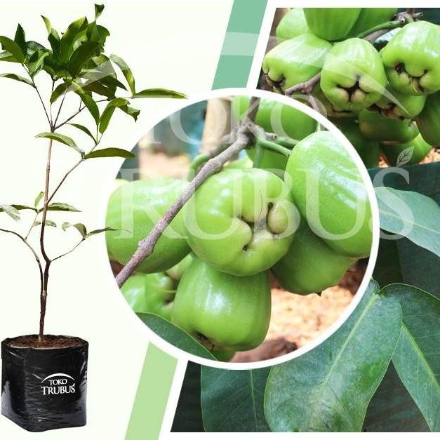 Terlaris Bibit Jambu Air Khiojok