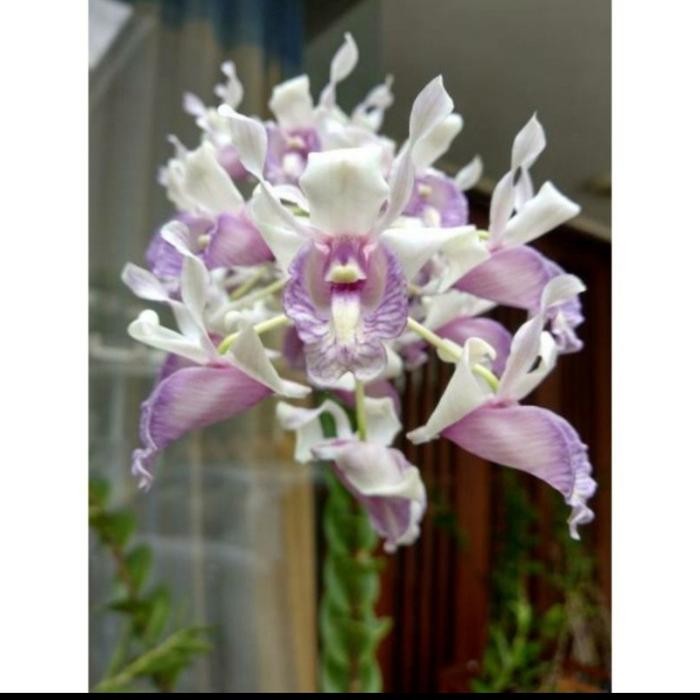 Terlaris Anggrek Dendrobium Nindi Sp Jumbo Dewasa