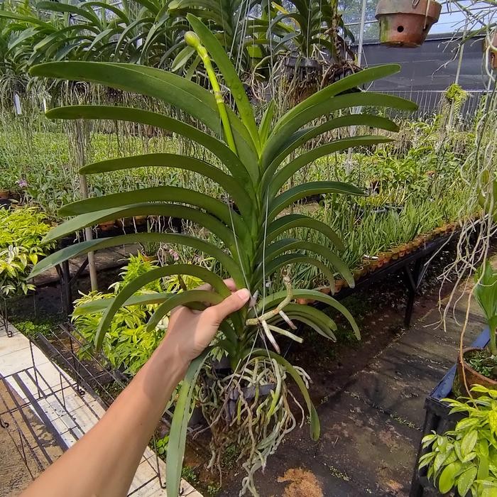 Terlaris Anggrek Vanda Spike Knop Warna Acak