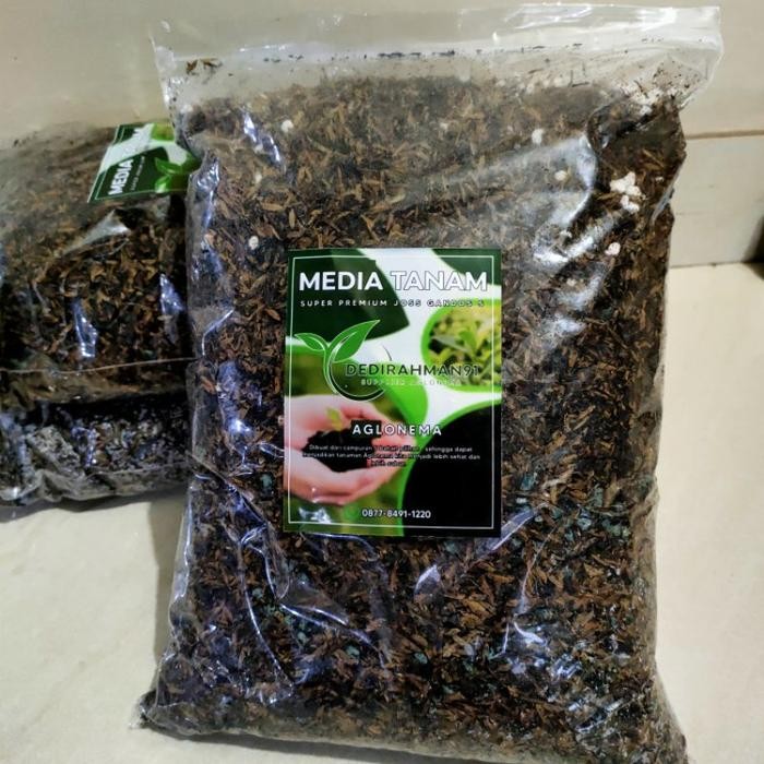 (Allthebest) MEDIA TANAM aglonema super premium JOSS GANDOS , JOSS 2 &