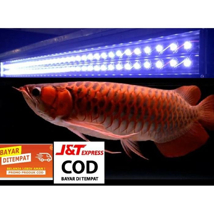 (Allthebest) lampu tanning led arwana 72 mata led (72watt) 35.000 k pjg