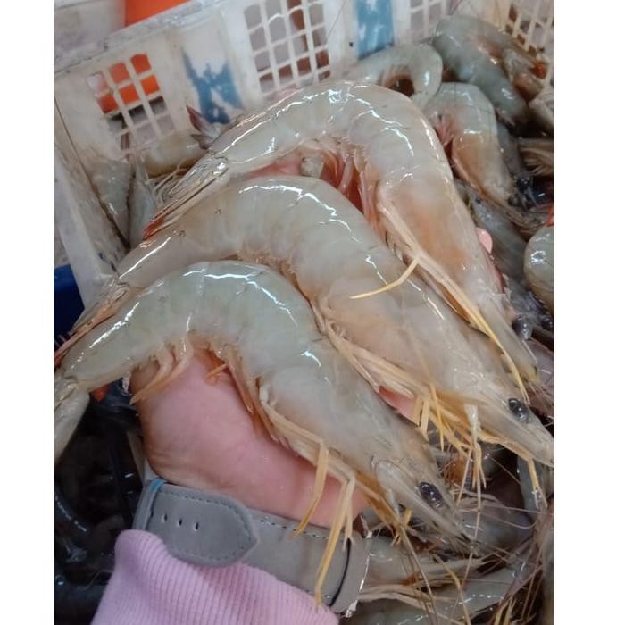 

Udang Jerebung Size 20-25 1KG