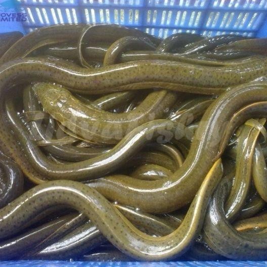 

Belut Hidup Ikan Belut Sawah Segar 1Kg