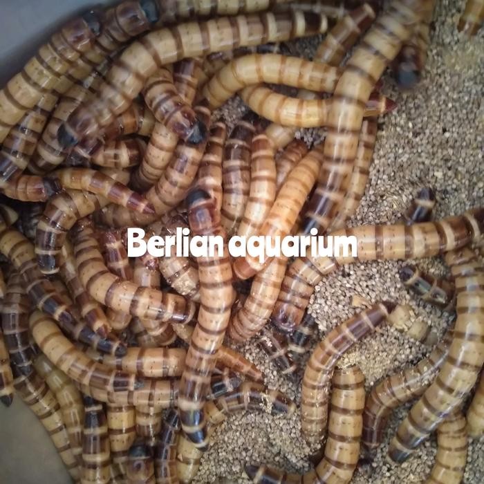 ulat jerman - ulat jerman hidup - pakan burung ulat 1kg