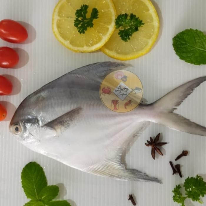 

IKAN BAWAL PUTIH FROZEN 50-90 GRAM