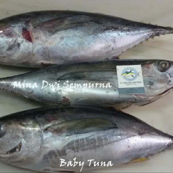 

Ikan Baby Tuna Segar 1Kg