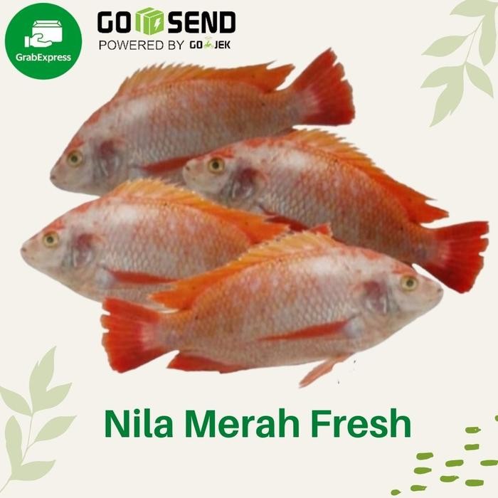 

ikan nila merah hidup 1kg