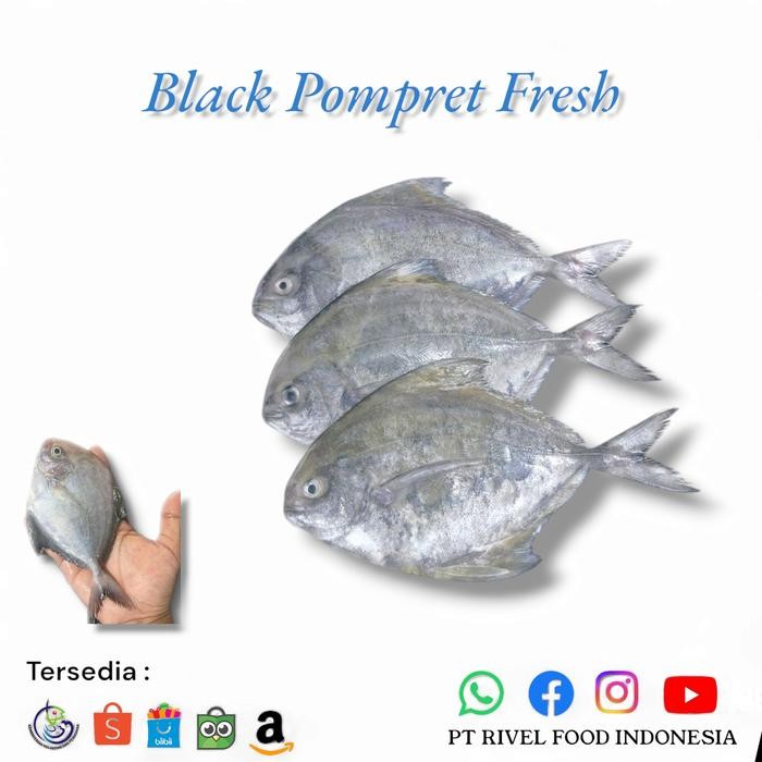 

Ikan Bawal Hitam Laut Segar 1 kg