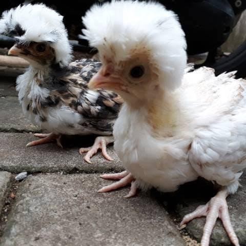 Ayam Polan - Ayam Polandia 3 warna