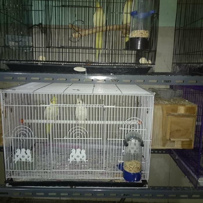 Glodok kaca untuk ternak Falk cocktail parkit australi