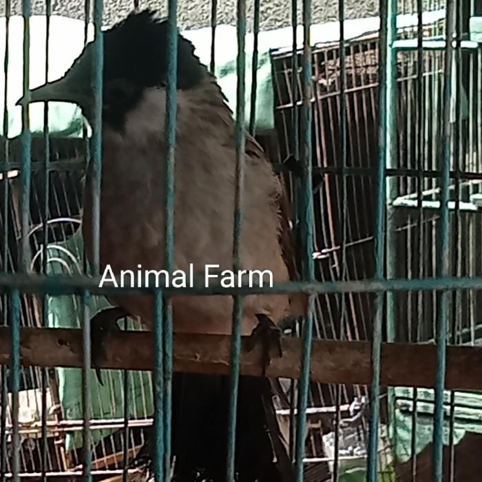 Burung Kutilang Jinak Total Dari lolohan Rajin Bunyi