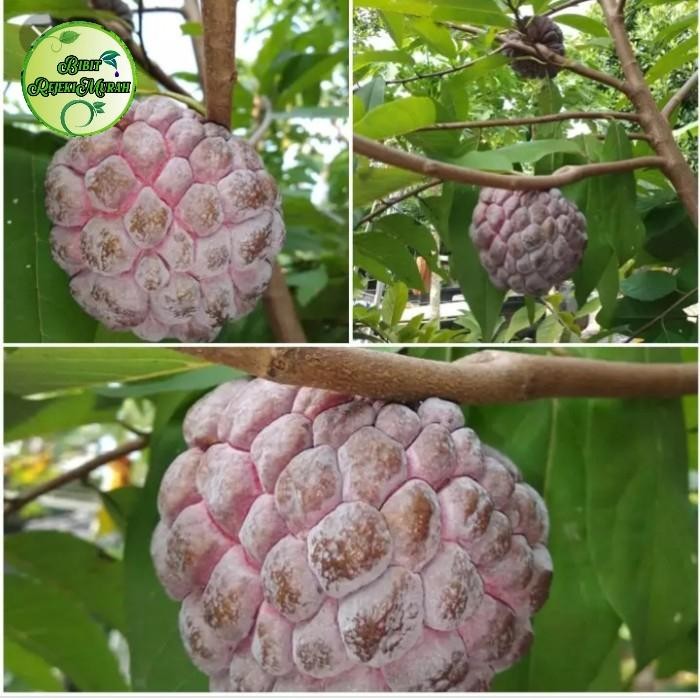 Bibit murah srikaya merah jumbo siap berbuah hon Srikaya