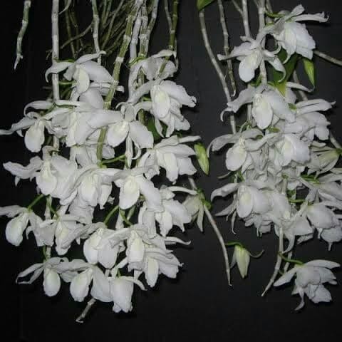 dendrobium anosmum alba