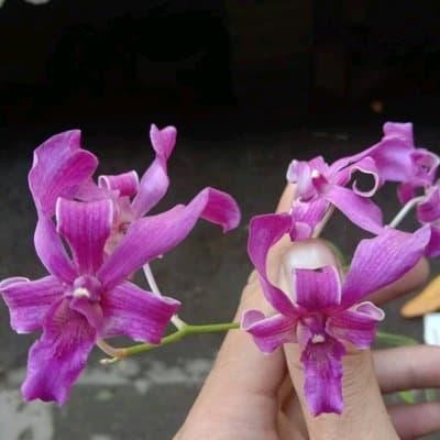 anggrek dendro superbien red tual maluku