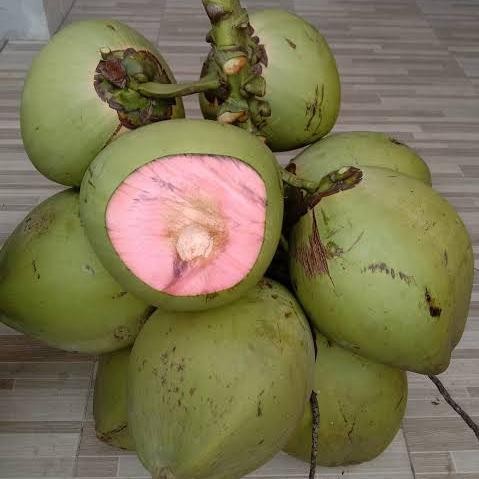 Bibit Kelapa Ijo Wulung Akar Merah - Bibit Kelapa Pink Serat Merah