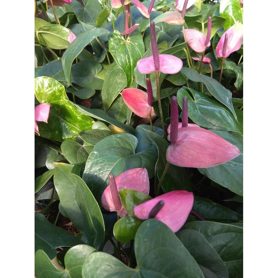 Tanaman Anthurium Mini Ungu