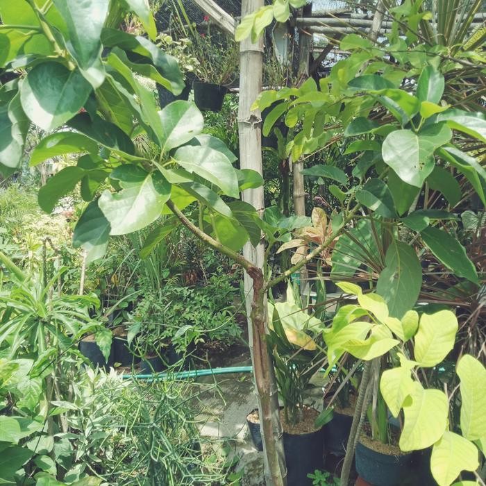 bibit alpukat markus batang besar