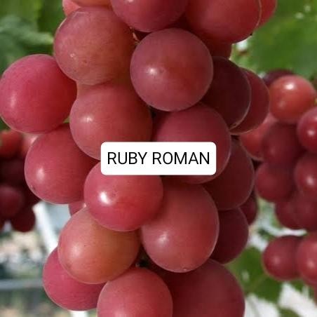 BIBIT ANGGUR JENIS RUBY ROMAN VALID