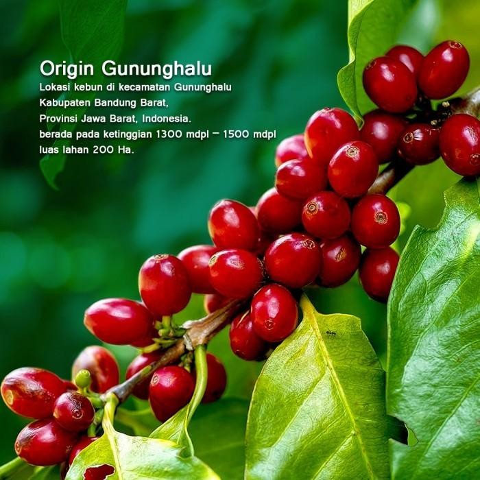 

KOPI ARABIKA ASLI GUNUNG HALU HONEY PREMIUM