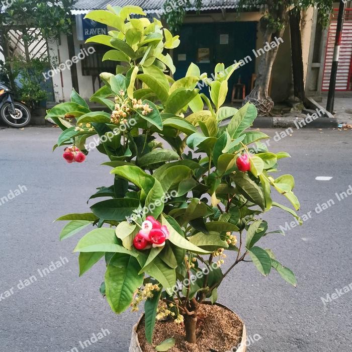 Pohon Jambu Air Kancing Merah Besar, Tanaman Buah Jambu Air Kancing