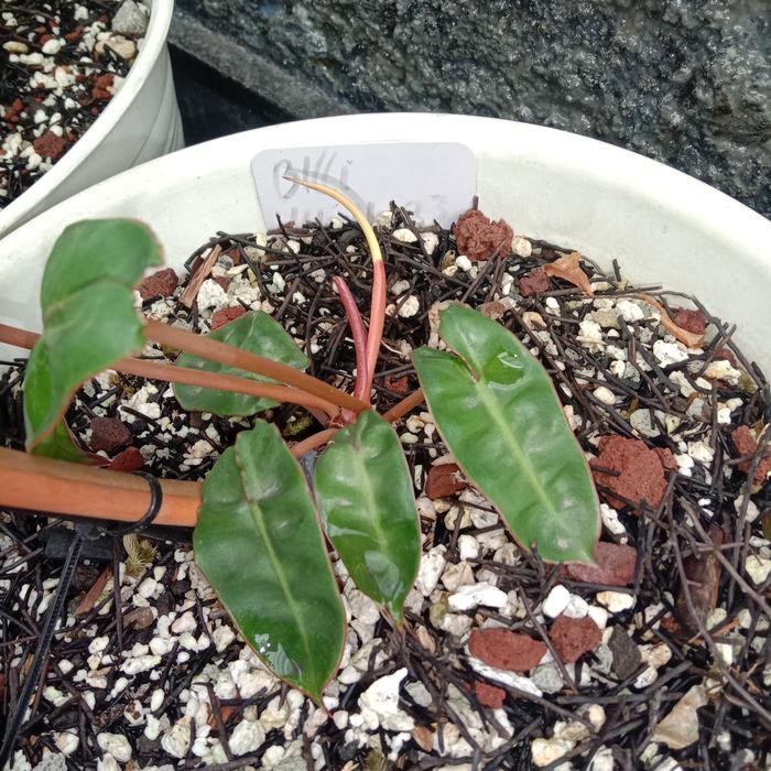 Philodendron Billietiae Tra Variegata