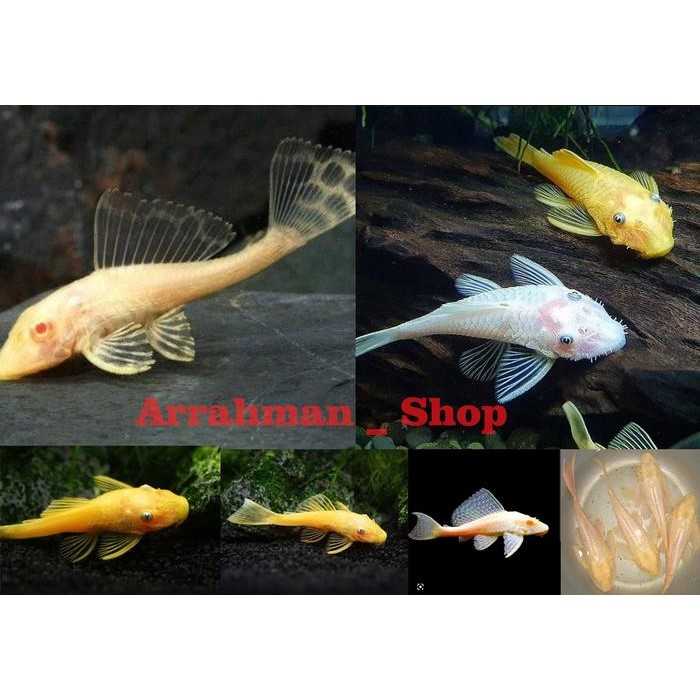Ikan Sapu-Sapu Albino - Ikan Hias Sapu Sapu Albino Terlaris *