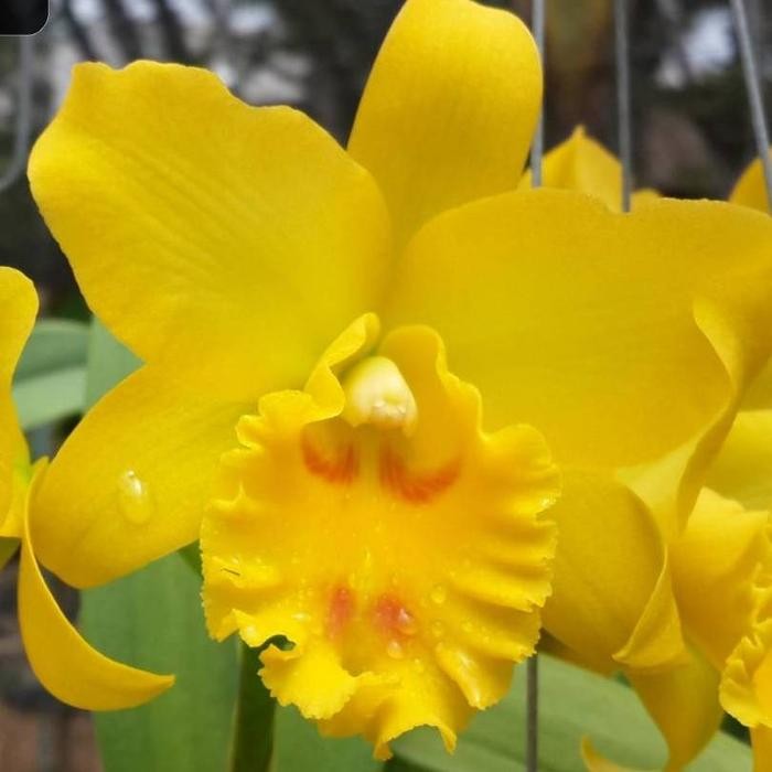 Anggrek Jairak Delht - CATTLEYA Bumi Orchids Mericlone