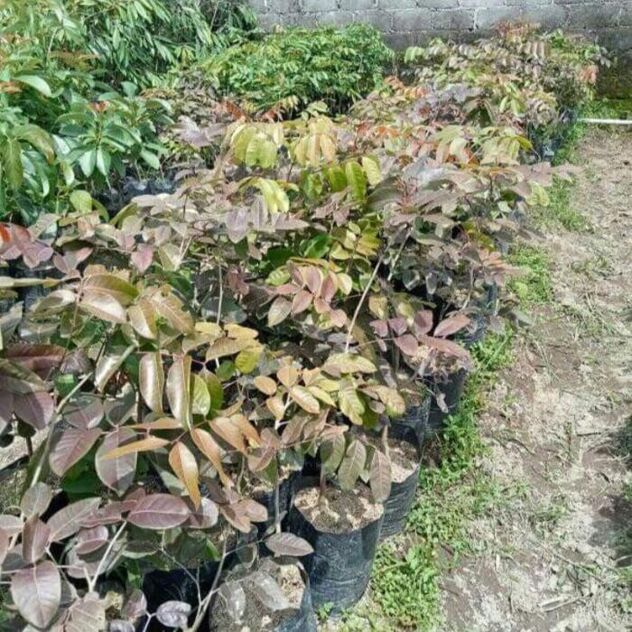 Bibit Kelengkeng merah berbunga