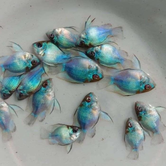 (Allthebest) Blue elektrik XL indukan - blue electric ramirezi balon slayer