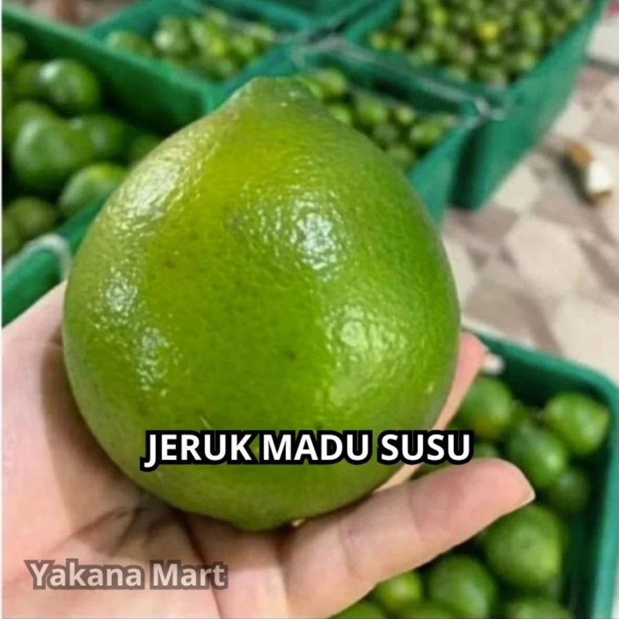 

Jeruk Madu Susu Manis 500gr Buah