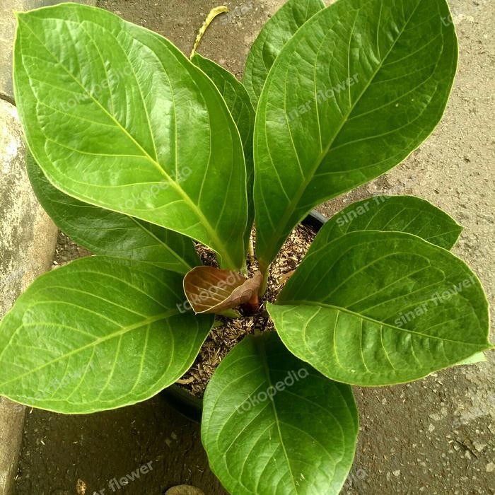 Tanaman Anthurium Jemani Kol Dewasa/Tanaman Hias/Anturium Jemani Kol