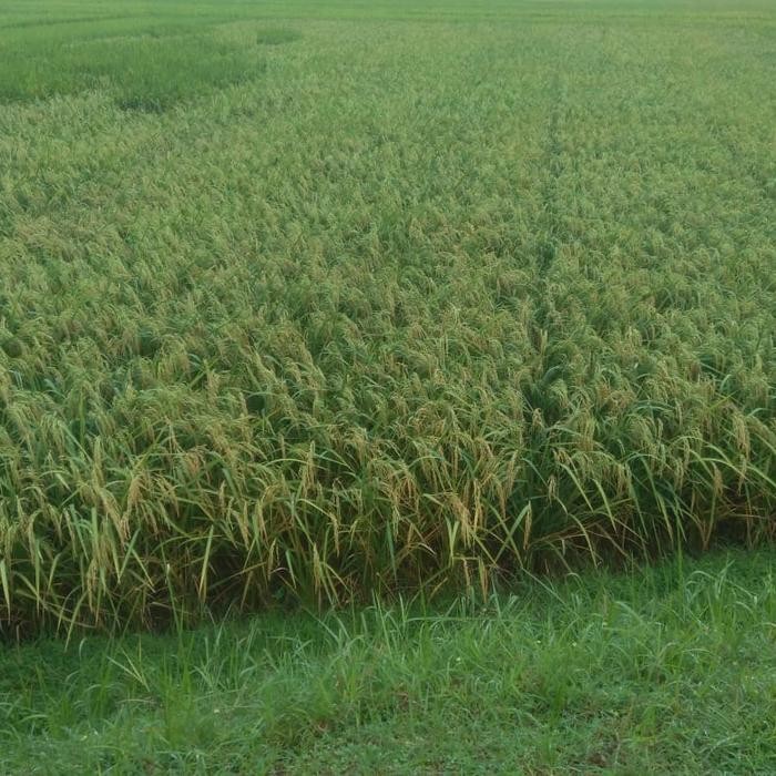 Benih Padi Cakrabuana 04 Terbaru