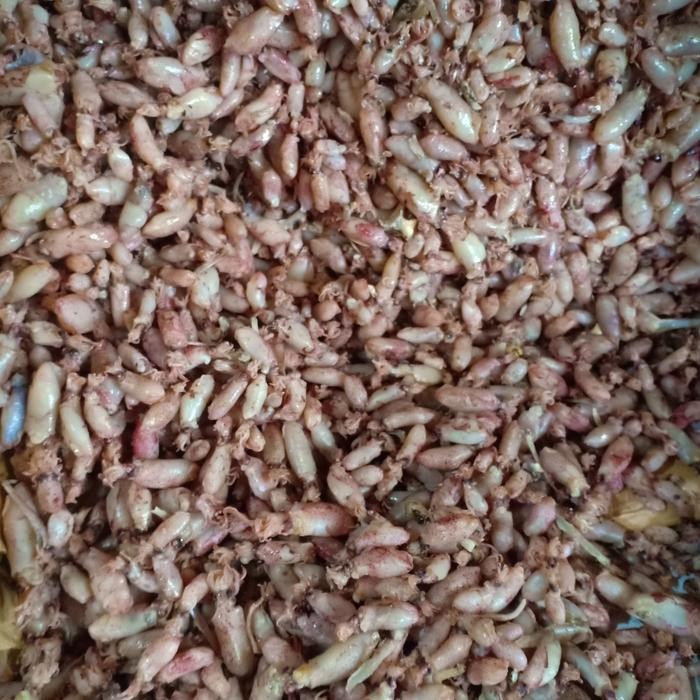 

baby cumi kering per 10kg