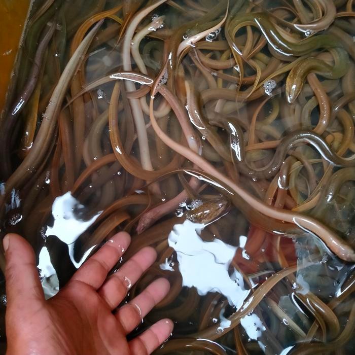 

Belut / lindung Kalimantan super masi HIDUP 500gram