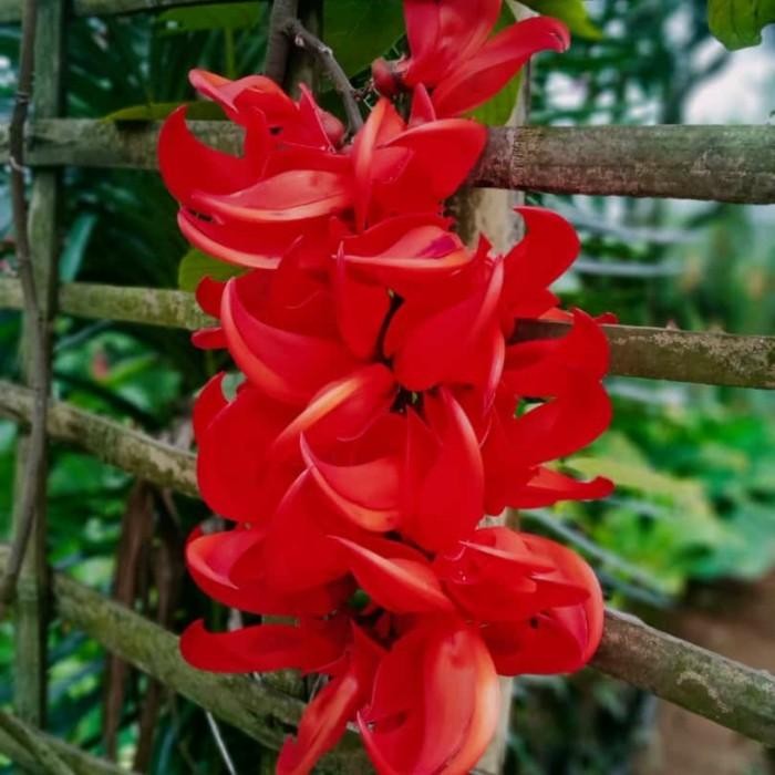 (Expert) Flame of Irian & Bibit Tnaman Flame Of irian