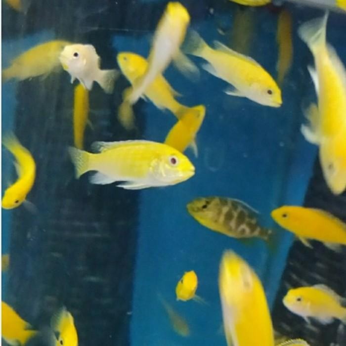 (Expert) Ikan Lemon cichlid aquarium cocok untuk hiasan aquascape