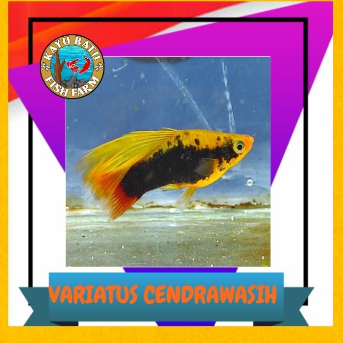 (Expert) Ikan Platy Hawai/ Variatus Cendrawasih