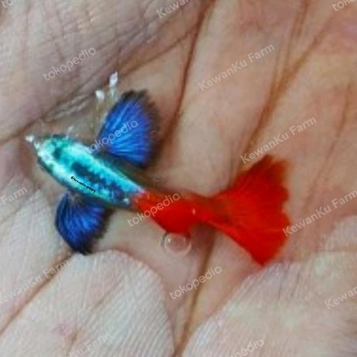 (Expert) Ikan Guppy PRTDE Platinum Red Tail Dumbo Ear Sepasang