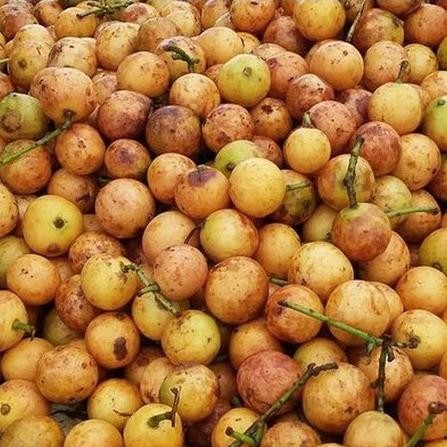 

Glx BUAH MENTENG 1 KG