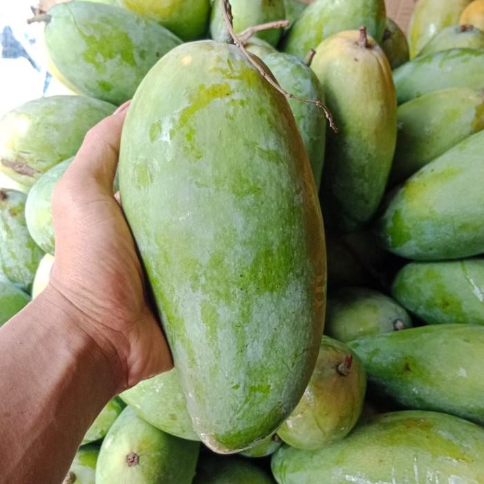 

Glx BUAH MANGGA THAILAND / KIOJAY FRESH MANIS
