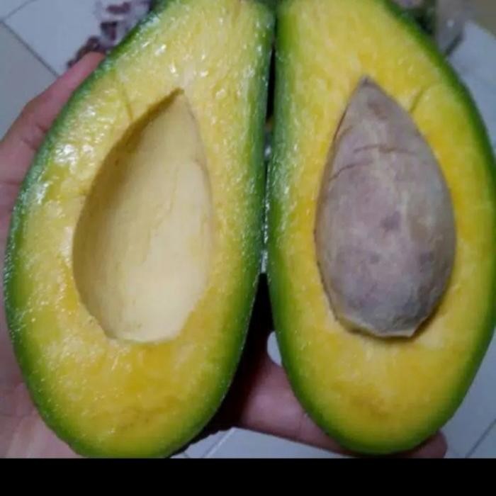 

Glx ALPUKAT MENTEGA SUPER MURAH 1KG