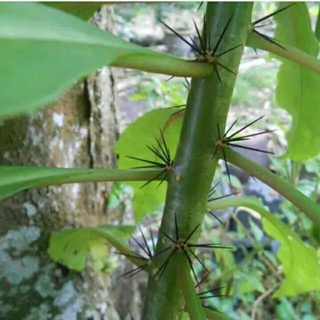 Tanaman Obat Daun Tujuh Duri Tujuh Jarum Herbal