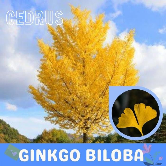 Benih GINKGO BILOBA (isi-2) Biji Bibit Pohon Ginko
