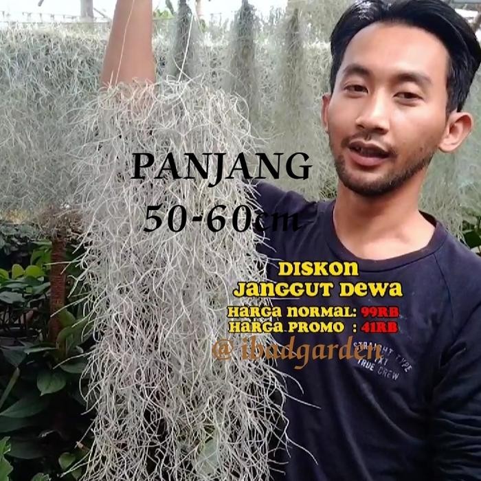 Tanaman hias jenggot dewa - jenggot Musa panjang 50-60cm rimbun