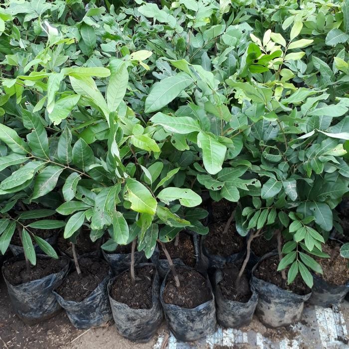 Bibit Tanaman Pohon Lengkeng Kristal Bibit Lengkeng Okulasi / Cangkok