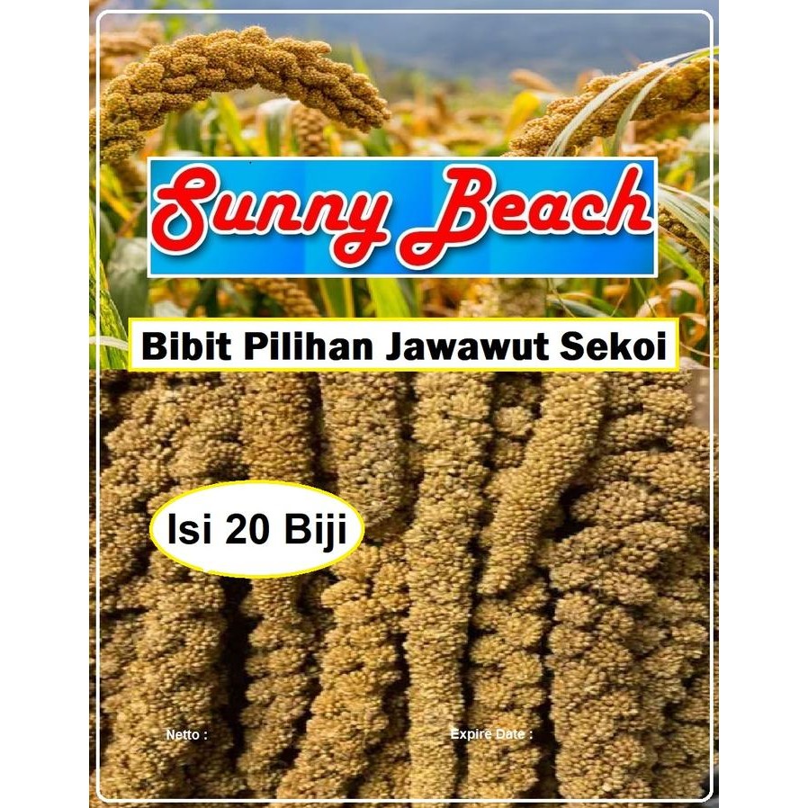 Bibit Pilihan Jawawut Sekoi Biji Benih Jewawut Sekoi Milet Jawawut Sekoi