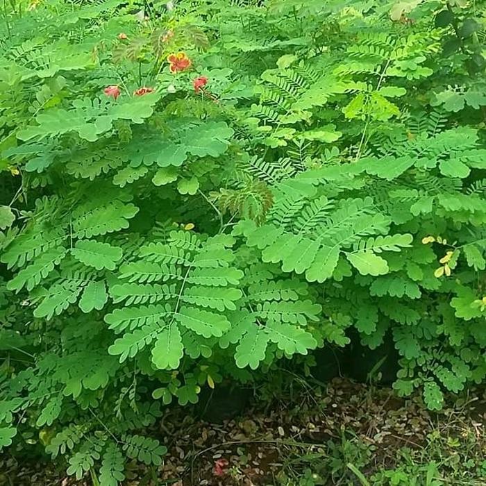 Tanaman Rambat Saga /Pohon Rambat Daun Saga